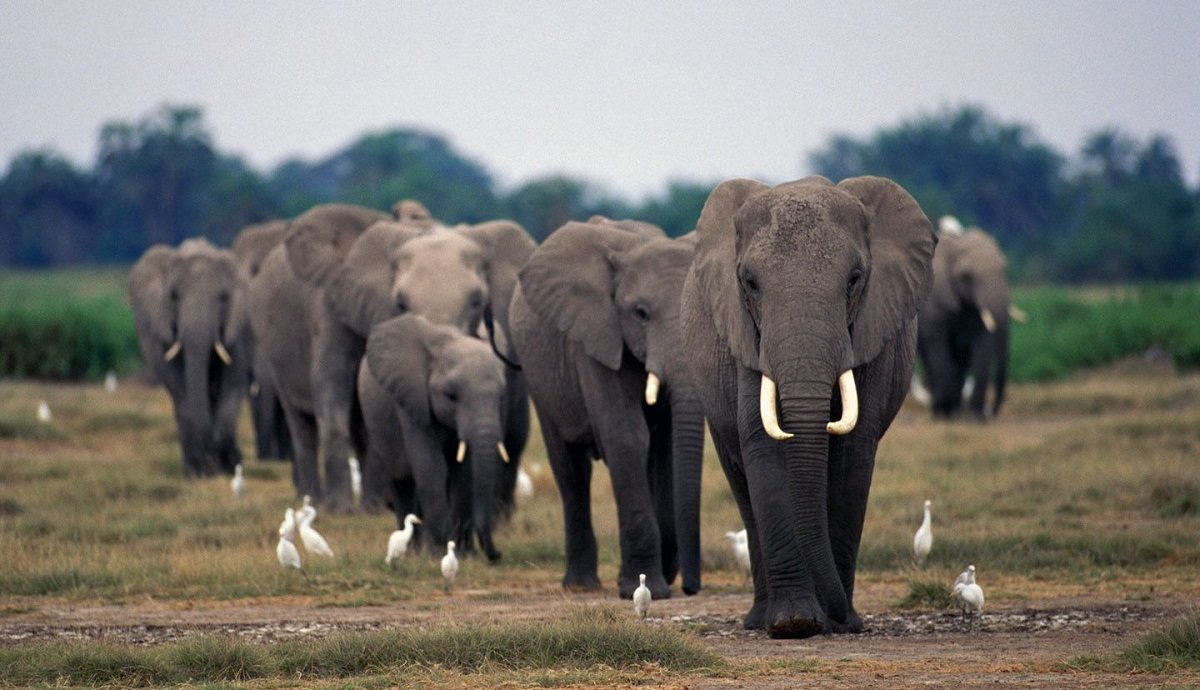 Manada De Elefantes Imágenes Y Fotos